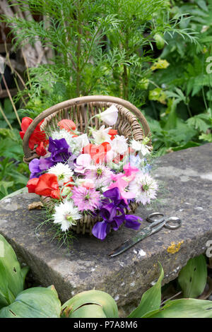 Lathyrus Odoratus. Sweet pea 'Frühen Mammut gemischt', 'antike Fantasy gemischt' und Nigella damascena Blumen. Stockfoto