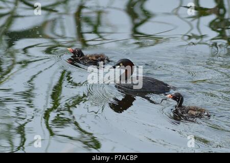 Qingdao, Qingdao, China. 5. Juli 2018. Qingdao, China - Baby Vögel an Feuchtgebiet in Qingdao, Osten der chinesischen Provinz Shandong. Credit: SIPA Asien/ZUMA Draht/Alamy leben Nachrichten Stockfoto