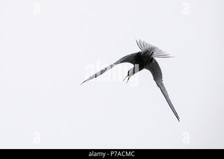 Tuesley Bauernhof, Godalming. 05. Juli 2018. Eine misty Start in den Tag für den Start in den Grafschaften. Küstenseeschwalben verteidigt ihr Nest an Tuesley Bauernhof in Godalming, Surrey. Credit: James Jagger/Alamy leben Nachrichten Stockfoto