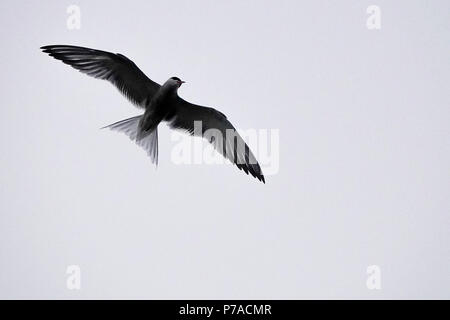 Tuesley Bauernhof, Godalming. 05. Juli 2018. Eine misty Start in den Tag für den Start in den Grafschaften. Küstenseeschwalben verteidigt ihr Nest an Tuesley Bauernhof in Godalming, Surrey. Credit: James Jagger/Alamy leben Nachrichten Stockfoto