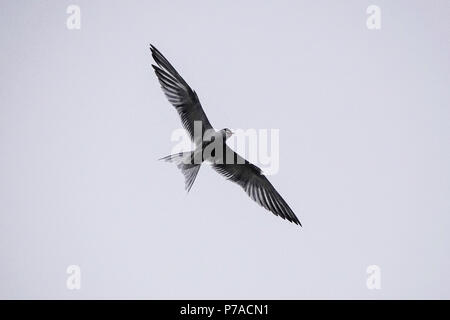 Tuesley Bauernhof, Godalming. 05. Juli 2018. Eine misty Start in den Tag für den Start in den Grafschaften. Küstenseeschwalben verteidigt ihr Nest an Tuesley Bauernhof in Godalming, Surrey. Credit: James Jagger/Alamy leben Nachrichten Stockfoto