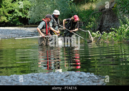 Haus der Frau, in der Nähe der Bucknell, Herefordshire UK-Donnerstag, den 5. Juli 2018 - Umwelt agentur Personal rescue gefangen Fisch von kleinen Pools entlang das ausgetrocknete Flussbett des Haus mittels Elektrofischerei - das Haus der Frau hier oben nach einer längeren Trockenperiode im Sommer Wetter hier getrocknet ist und weiter stromaufwärts in der Mitte von Wales. Die geretteten Fische werden wieder in das Haus der Frau freigegeben werden weiter stromabwärts. - Steven Mai/Alamy leben Nachrichten Stockfoto