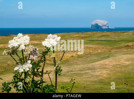 North Berwick, East Lothian, Schottland, Vereinigtes Königreich, 5. Juli 2018. Der Bass Rock, Heimat der größten Northern gannet Kolonie, strahlendem Weiß in der Sonne mit der Verschachtelung Tölpel und einer Masse von Seevögel um ihn herum fliegen an einem sonnigen Tag Sommer mit Wold Blumen im Vordergrund. Golfspieler heraus auf Glen Golf neben dem Firth von weiter Stockfoto