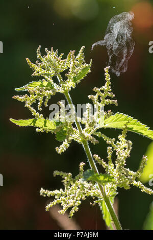 Stirlingshire, Schottland, Großbritannien - 5. Juli 2018: UK Wetter mit Pollenflug fast über die gesamte britische heute, Brennessel schleudert seine Pollen in die Brise Credit: Kay Roxby/Alamy leben Nachrichten Stockfoto