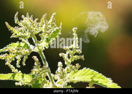 Stirlingshire, Schottland, Großbritannien - 5. Juli 2018: UK Wetter mit Pollenflug fast über die gesamte britische heute, Brennessel schleudert seine Pollen in die Brise Credit: Kay Roxby/Alamy leben Nachrichten Stockfoto