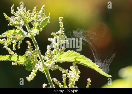 Stirlingshire, Schottland, Großbritannien - 5. Juli 2018: UK Wetter mit Pollenflug fast über die gesamte britische heute, Brennessel schleudert seine Pollen in die Brise Credit: Kay Roxby/Alamy leben Nachrichten Stockfoto