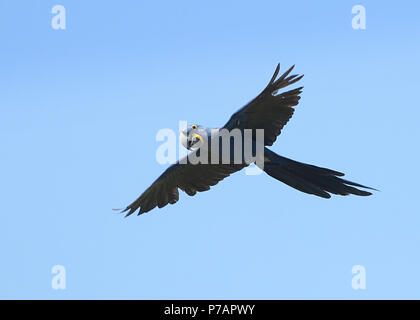 Südamerikanische Hyazinthara (Anodorhynchus hyacinthinus) im Flug. Stockfoto