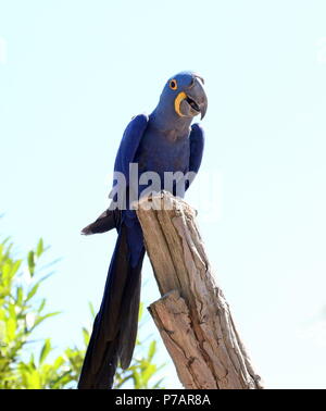 Südamerikanische Hyazinthara (Anodorhynchus hyacinthinus). in Nahaufnahme. Stockfoto