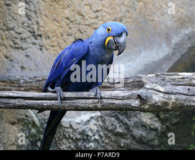 Südamerikanische Hyazinthara (Anodorhynchus hyacinthinus). in Nahaufnahme. Stockfoto