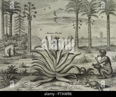 Ananas (Ananas comosus) und Cononuts (Cocos nucifera). Gravur. China monumentis Illustrada von Athanasius Kircher (1602-1680). Stockfoto