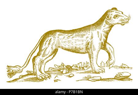 Löwin (Panthera leo) ihre Pfote heben. Abbildung: Nach einem historischen Holzschnitt Kupferstich aus dem 17. Jahrhundert Stock Vektor