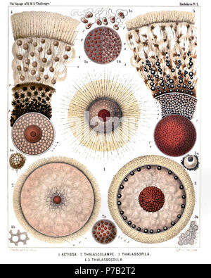 Englisch: Abbildung aus dem Bericht über die radiolaria gesammelt von H.M.S. Challenger während der Jahre 1873-1876. Teil III. Original Beschreibung: Platte 1. Thalassicollida. Durchm. Abb. 1. Actissa princeps, n. sp., × 300 Das gesamte Leben Spumellarium. c, das sphärische zentrale Kapsel, die fein granulierte Protoplasma, die Radial in die kortikale Zone gestreift ist; v, sphärischen Vakuolen eingeschlossen durch das protoplasma; n, die kugelförmigen Kern in der Mitte; l, die Konzentrischen Nukleolus; f, die radial pseudopodia, durchbohren die calymma oder der (gelblich) jelly-Umschlag der Zentralen Stockfoto