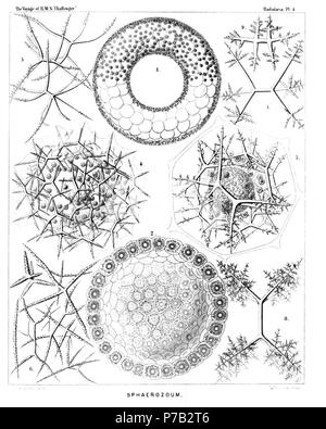 Englisch: Abbildung aus dem Bericht über die radiolaria gesammelt von H.M.S. Challenger während der Jahre 1873-1876. Teil III. Original Beschreibung: Platte 4. Sphaerozoida Diam. Abb. 1. Sphaerozoum trigeminum, n. sp., × 50 Eine ringförmige Kolonie. Die Hauptmasse der Gelee - Kolonie ist durch große Lungenbläschen gefüllt; die gesamte Oberfläche ist dicht bedeckt mit spicula Und jenseits dieses Skelett - Abdeckung liegen die sphärischen zentrale Kapseln, mit je einem Kügelchen. Diese Sorte ist durch Fehler im Text nicht erwähnt. Abb. 2. Sphaerozoum alveolatum, n. sp., × 50 Schnitt durch eine sphärische Kolonie; displayi Stockfoto