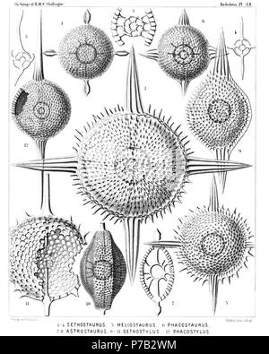 Englisch: Abbildung aus dem Bericht über die radiolaria gesammelt von H.M.S. Challenger während der Jahre 1873-1876. Teil III. Original Beschreibung: Platte 31. Cenodiscida et Phacodiscida. Durchm. Abb. 1. Sethostaurus orthostaurus, n. sp., × 300 Abb. 2. Sethostaurus orthostaurus, n. sp., × 300 vertikalen Abschnitt durch das Centrum. Abb. 3. Sethostaurus recurvatus, n. sp., × 100 Optischer Schnitt durch die äquatorialen Ebene. Abb. 4. Sethostaurus rhombostaurus, n. sp., × 100 Optischer Schnitt durch die äquatorialen Ebene. Abb. 5. Sethostaurus cruciatus, n. sp. (Vel Heliostaurus cruciatus), Stockfoto