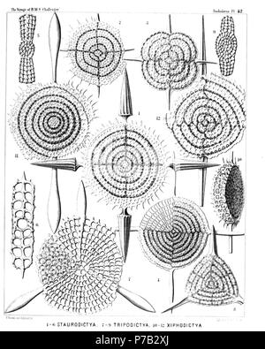 Englisch: Abbildung aus dem Bericht über die radiolaria gesammelt von H.M.S. Challenger während der Jahre 1873-1876. Teil III. Original Beschreibung: Platte 42. Porodiscida. Durchm. Abb. 1. Staurodictya elegans, n. sp., 500 Abb. 2. Staurodictya ciliata, n. sp., × 400 Abb. 3. Staurodictya Medusa, n. sp., × 400 Abb. 4. Staurodictya cruciata, n. sp., × 300 Abb. 5. Staurodictya cruciata, n. sp., × 300 vertikalen Abschnitt durch die Festplatte. Abb. 6. Staurodictya grandis, n. sp., × 300 vertikalen Abschnitt durch die Festplatte. Abb. 7. Tripodictya triacantha, n. sp., × 400 Abb. 8. Tripodictya rotundifolia Stockfoto