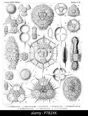 Englisch: Abbildung aus dem Bericht über die radiolaria gesammelt von H.M.S. Challenger während der Jahre 1873-1876. Teil III. Original Beschreibung: Platte 48. Ellipsida, Artiscida, Spongurida, Cenodiscida, Porodiscida et Pylodiscida. Durchm. Abb. 1. Cenodiscus phacoides, n. sp., × 100 Abb. 1a. Vertikale Abschnitt. Abb. 2. Crucidiscus endostaurus, n. sp., x 200 Querdurchmesser. Abb. 3. Trochodiscus Stellaris, n. sp., x 200 Abb. 4. Axoprunum stauraxonium, n. sp., × 300 Querdurchmesser. Abb. 5. Stylartus bipolaris, n. sp., x 200 vertikalen Abschnitt. Abb. 6. Spongocore puella, n. sp., Stockfoto