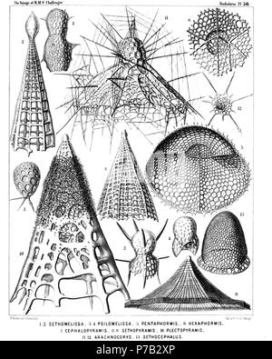 Englisch: Abbildung aus dem Bericht über die radiolaria gesammelt von H.M.S. Challenger während der Jahre 1873-1876. Teil III. Original Beschreibung: Platte 56. Tripocyrtida, Anthocyrtida et Sethocyrtida. Durchm. Abb. 1. Lithomelissa bütschlii, n. sp. (Vel Sethomelissa bütschlii) × 400 Abb. 2. Lithomelissa decacantha, n. sp. (Vel Sethomelissa decacantha) × 400 Abb. 3. Psilomelissa calvata, n. sp., × 400 Die cephalis allein, mit den drei Kragen Balken. Abb. 4. Lychnodictyum scaphopodium, n. sp., × 400 Abb. 5. Sethophormis pentalactis, n. sp. (Vel Pentaphormis pentalactis) × 400 Obliqu Stockfoto
