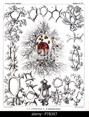 Englisch: Abbildung aus dem Bericht über die radiolaria gesammelt von H.M.S. Challenger während der Jahre 1873-1876. Teil III. Original Beschreibung: Platte 81. Stephanida. Durchm. Abb. 1. Archicircus primordialis, n. sp., x 200 Abb. 2. Zygocircus polygonus, n. sp., x 200 Abb. 3. Zygocircus triquetrus, n. sp., × 300 Abb. 4. Archicircus hexacanthus, n. sp., × 300 Abb. 5. Zygocircus Akazie, n. sp., × 300 Abb. 6. Lithocircus crambessa, n. sp., × 400 Abb. 7. Archicircus rhombus, n. sp., × 300 Abb. 8. Zygocircus pentagonus, n. sp., × 300 Abb. 9. Lithocircus quadricornis, n. sp., × 300 Abb. Stockfoto