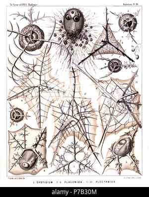 Englisch: Abbildung aus dem Bericht über die radiolaria gesammelt von H.M.S. Challenger während der Jahre 1873-1876. Teil III. Original Beschreibung: Platte 91. Nassellida, Plagonida et Plectanida. Durchm. Abb. 1. Cystidium princeps, n. sp., × 400 Abb. 2. Triplagia primordialis, n. sp., × 100 Abb. 3. Tetraplagia phaenaxonia, n. sp., x 200 Abb. 4. Plagoniscus tripodiscus, n. sp., x 200 Abb. 5. Plagiocarpa procortina, n. sp., × 300 Abb. 6. Plagonium sphaerozoum, n. sp., × 300 Abb. 7. Triplecta triactis, n. sp., × 300 Abb. 8. Tetraplecta pinigera, n. sp., × 300 Abb. 9. Plectaniscus cortini Stockfoto
