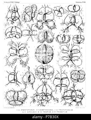 Englisch: Abbildung aus dem Bericht über die radiolaria gesammelt von H.M.S. Challenger während der Jahre 1873-1876. Teil III. Original Beschreibung: Platte 93. Coronida et Tympanida.. Durchm. Abb. 1. Zygostephanus dissocircus, n. sp., × 300 Abb. 2. Zygostephanus bicornis, n. sp., × 300 Abb. 3. Zygostephanium dizonium, n. sp., × 300 Abb. 4. Zygostephanium paradictyum, n. sp., × 300 Abb. 5. Acanthodesmia Corona, n. sp., × 400 Abb. 6. Plectocoronis pentacantha, n. sp., × 300 Abb. 7. Tristephanium quadricorne, n. sp., × 300 Abb. 8. Tristephanium octopyle, n. sp., × 300 Abb. 9. Tristephan Stockfoto