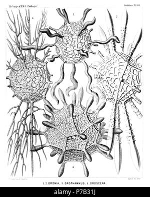 Englisch: Abbildung aus dem Bericht über die radiolaria gesammelt von H.M.S. Challenger während der Jahre 1873-1876. Teil III. Original Beschreibung: Platte 106. Orosphaerida. Durchm. Orosphaerida. Abb. 1. Orosphaera serpentina, n. sp., × 50 Die gesamte Shell. Abb. 2. Orosphaera horrida, n. sp., × 50 Die gesamte Shell. Abb. 3. Orosphaera arborescens, n. sp. (Vel Orothamnus arborescens), × 50 Die gesamte Shell. Abb. 4. Oroscena gegenbauri, n. sp., × 50 Die gesamte Shell. (Pl vergleichen. 12, Abb. 1.). 1887 66 Radiolaria (Challenger) Platte 106 Stockfoto