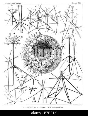 Englisch: Abbildung aus dem Bericht über die radiolaria gesammelt von H.M.S. Challenger während der Jahre 1873-1876. Teil III. Original Beschreibung: Platte 108. Sagosphaerida. Durchm. Sagosphaerida. Abb. 1. Sagoscena Castra, n. sp., × 50 die Hälfte der Schale, mit der beiliegenden zentrale Kapsel und phaeodium, Glasfenster von Carmine. (Der zentrale Kern dunkel.) Abb. 2. Sagmarium spongodictyum, n. sp., × 50 die Hälfte der Schale, mit seinen zarten schwammig Rahmen. Abb. 3. Sagenoscena stellata, n. sp., × 300 Top und axiale Stange einer Pyramide, in einen gekrönten radial Wirbelsäule verlängert. Abb. 4. Sagenoscena ornata Stockfoto