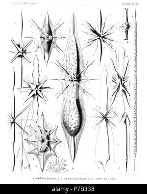 Englisch: Abbildung aus dem Bericht über die radiolaria gesammelt von H.M.S. Challenger während der Jahre 1873-1876. Teil III. Original Beschreibung: Platte 132. Astrolophida, Astrolonchida et Amphilonchida. Durchm. Abb. 1. Amphilonche integrifolia, n. sp., × 300 Abb. 2. Amphilonche hydrotomica, n. sp., × 300 Der Spindelförmige central capsule ist mit kleinen Granulat gefüllt. Die klare calymma Formen konische Hüllen für die Stacheln, mit myophriscs. Abb. 3. Amphilonche diodon, n. sp., × 300 Abb. 4. Amphilonche concreta, n. sp., × 100 ein vollständiges Exemplar mit dem zylindrischen zentrale Kapsel. Stockfoto