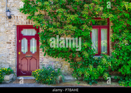 Einer Hütte mit der roten Tür und Fenster von Ivy klettern in Donadea, County Kildare, Leinster, Irland umgeben. Stockfoto