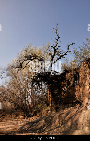 Mesquite Bäume in Cienega Creek Natur bewahren, Cienega Creek, ein beständiger Creek Kanal, Marsh Road, Davidson Canyon, Gabe Zimmerman Trailh Stockfoto