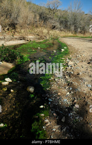 Cienega Creek Natur bewahren, Cienega Creek, ein beständiger Creek Kanal, Marsh Road, Davidson Canyon, Gabe Zimmerman Trailhead, Arizona Trail Stockfoto