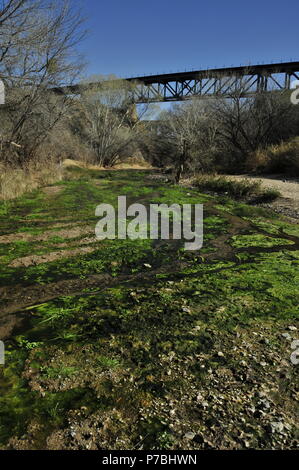 Cienega Creek Natur bewahren, Cienega Creek, ein beständiger Creek Kanal, Marsh Road, Davidson Canyon, Gabe Zimmerman Trailhead, Arizona Trail Stockfoto