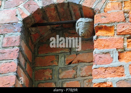 Wespe (Vespula vulgaris) Nest in das alte Fenster öffnen auf Ziegelgebäude. Stockfoto