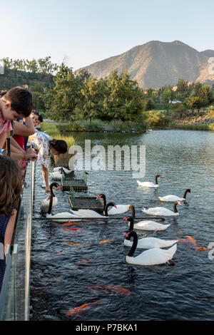 Kinder füttern Schwarz necked Schwäne und Koi im Parque Bicentenario Park, Vitacura, Santiago Stockfoto