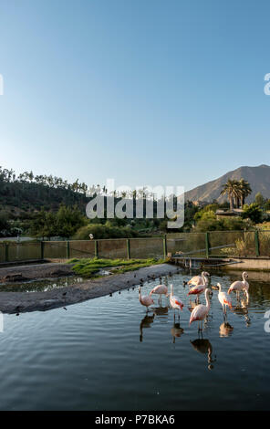 Chilenische Flamingos im Parque Bicentenario, Santiago, Chile Stockfoto