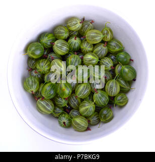 Grün reife Stachelbeeren in weiße Platte Stockfoto