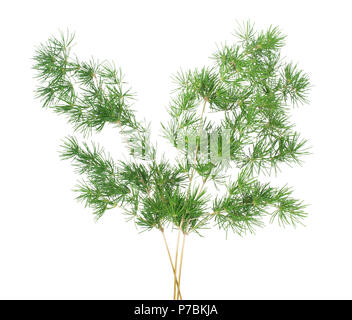 Spargel Farn sprengeri Zweig, isoliert auf Weiss. Stockfoto