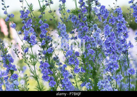 Blauer Rittersporn Blumen wachsen in einem Feld an der realen Blume Blütenblatt Konfetti Firma Blumenfelder in Wick, Ummerstadt, Thüringen. Großbritannien Stockfoto