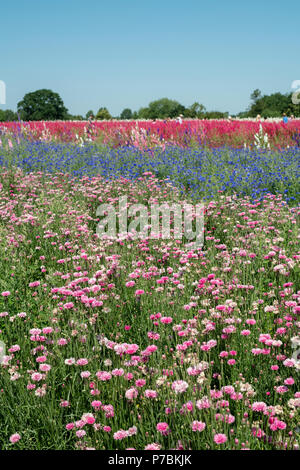 Kornblumen in einem Feld angebaut an der realen Blume Blütenblatt Konfetti Firma Blumenfelder in Wick, Ummerstadt, Thüringen. Großbritannien Stockfoto