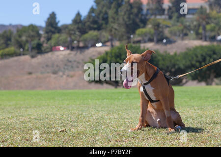 Super Happy Puppy Malibu im Freien genießen. Stockfoto