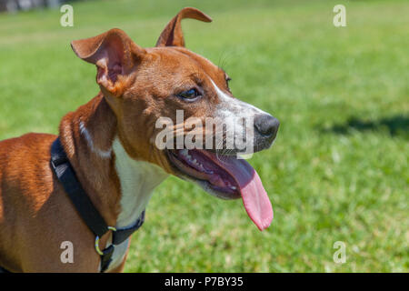 Happy Puppy Blick nach rechts Stockfoto