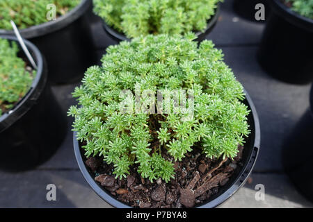 Sedum dasphyllum oder auch als Sedum burnatii benannt und allgemein als Korsischen mauerpfeffer oder dick-leaved Mauerpfeffer bekannt Stockfoto