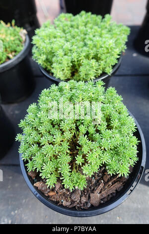 Sedum dasphyllum oder auch als Sedum burnatii benannt und allgemein als Korsischen mauerpfeffer oder dick-leaved Mauerpfeffer bekannt Stockfoto