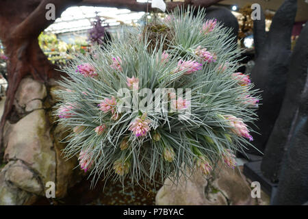 Tillandsia Houston Zuckerwatte Stockfoto