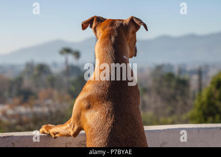 Junge Welpen suchen vom Balkon. Stockfoto