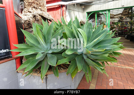 Große Agave attenuata Nova oder als Blaue Agave bekannt Stockfoto