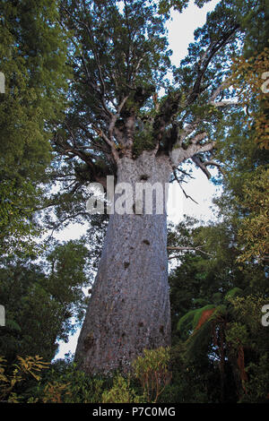 Tane Mahuta riesigen Kauri Baum im Waipoua Forest, Northland, Neuseeland Stockfoto