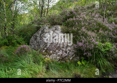 Heidekraut und Felsen auf dem Weg bis zu den verborgenen (oder verloren) Tal von Glencoe in die schottischen Highlands, Großbritannien Stockfoto