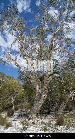 Paperbark Bäume (Melaleuca Quinquenervia) um braunen See, einem natürlichen See, thront auf North Stradbroke Island, Queensland, Australien Stockfoto