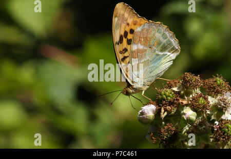 Eine atemberaubende Silber - gewaschen Fritillaryschmetterling (Ceriagrion tenellum) nectaring auf einem Black Blume im Wald. Stockfoto