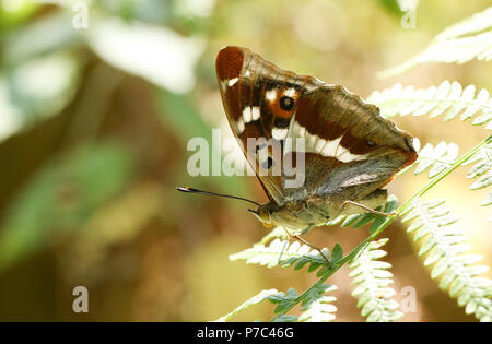 Eine atemberaubende seltenen Männlichen Lila Kaiser Schmetterling (Colias Iris) hocken auf einem bracken Blatt im Wald. Stockfoto